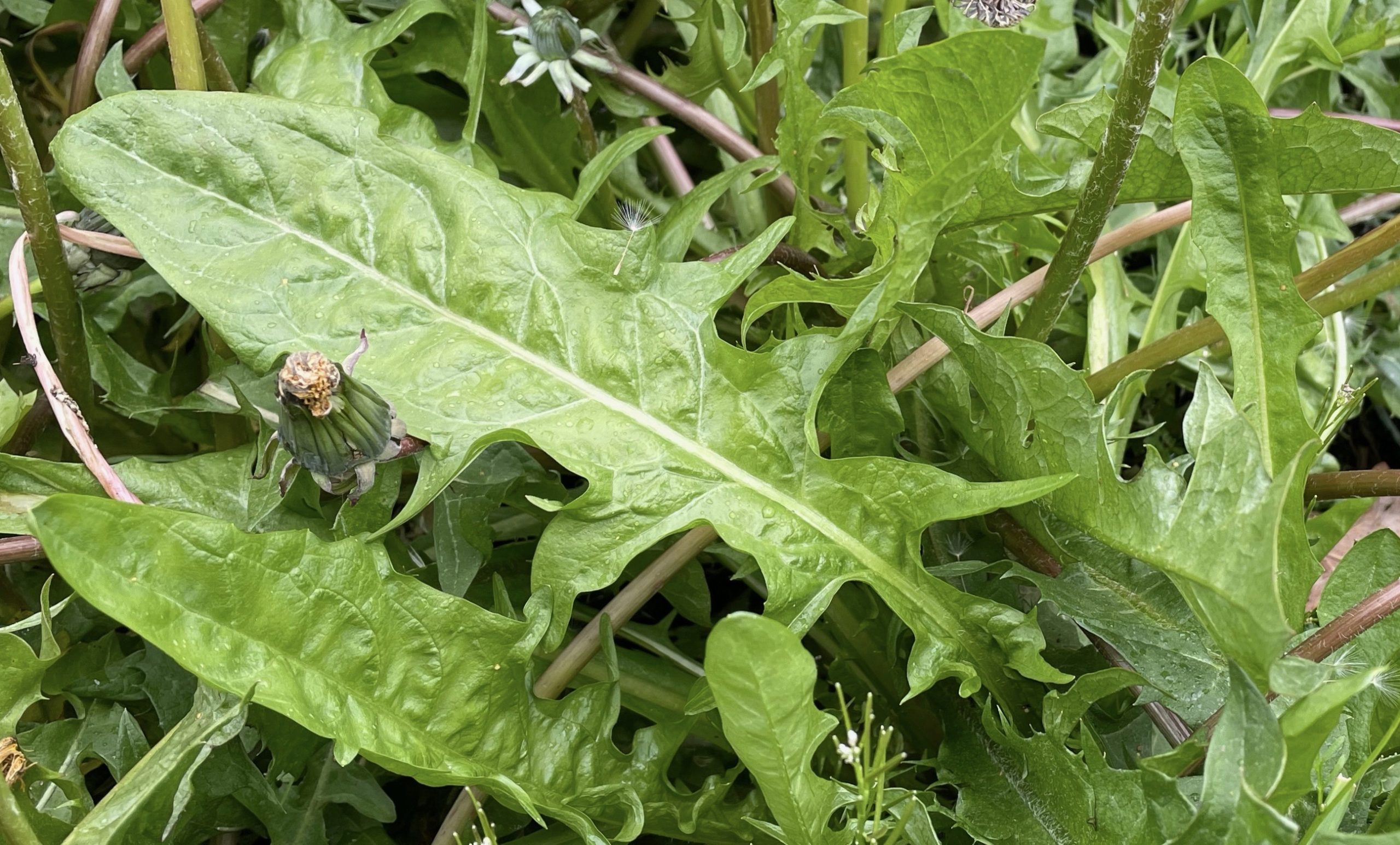 Dandelion leaves