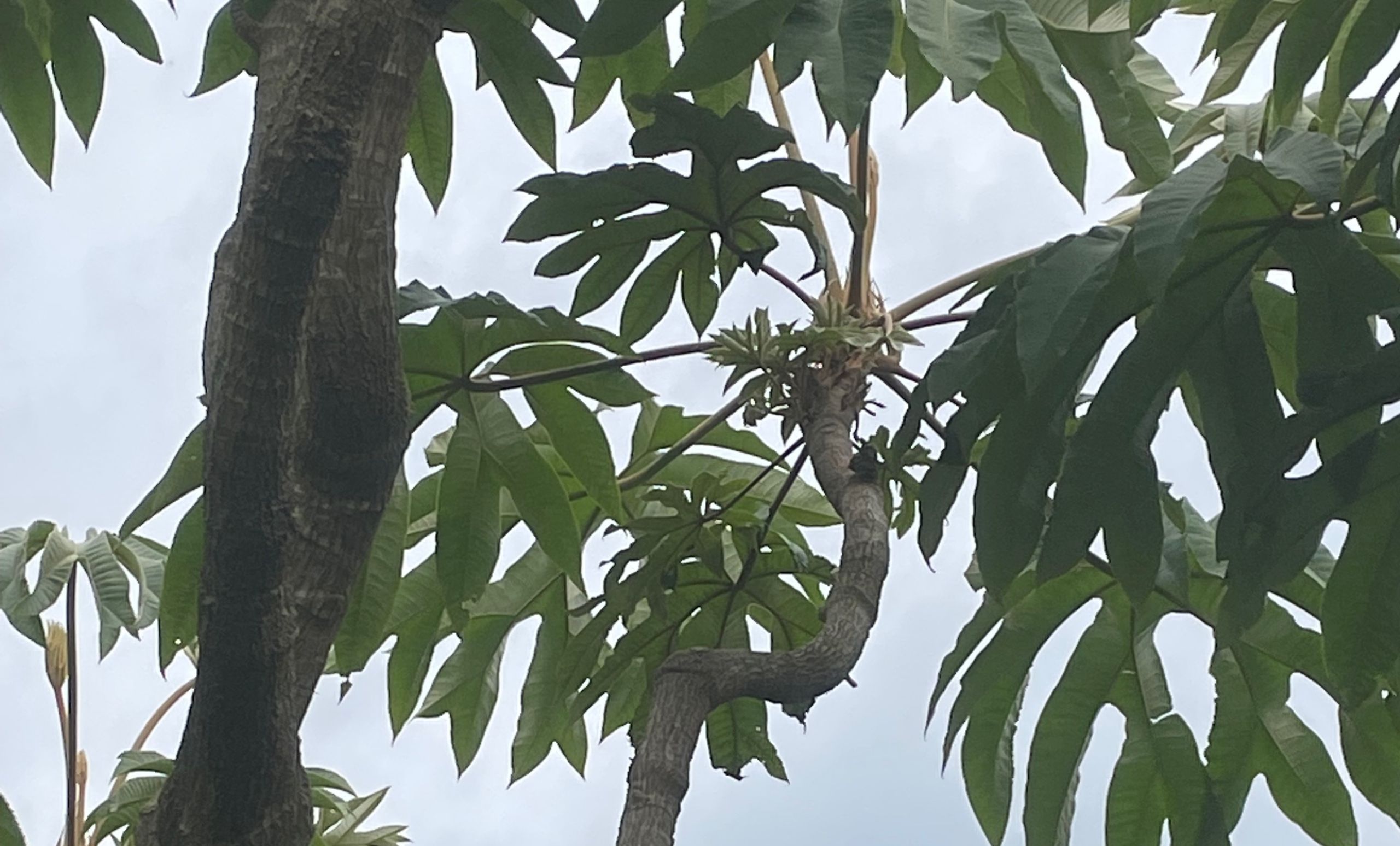 Bristol Chinese Herb garden Tong Cao tree